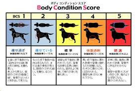 犬の肥満度チェック方法 適正体重 BCS法 ボディ・コンディション