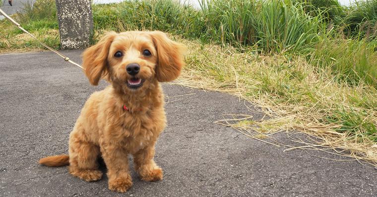 犬種紹介 ダップー ダックスフンド トイプードルのミックス犬 ペットリフォーム 愛犬家住宅 マンションのペットリフォーム 埼玉県 川口市 セラフ榎本愛犬家住宅ブログ