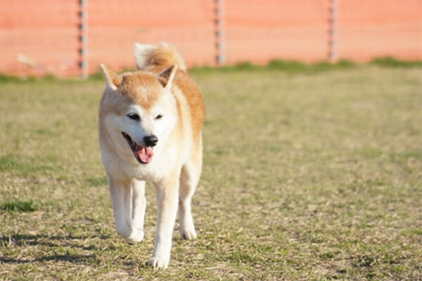 犬の写真