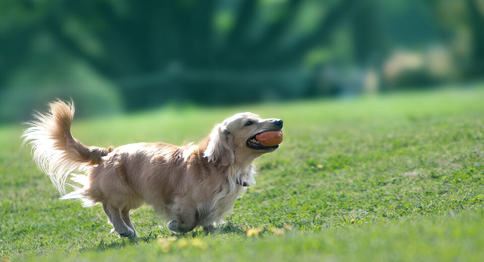 犬の写真